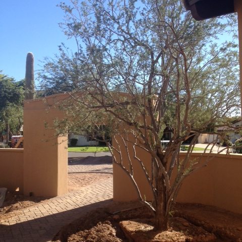 A salvaged tree has been replanted in the front courtyard. Now the rest of the landscape will follow