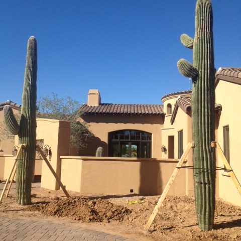Salvaged cacti are installed outside the entry walls near the driveway. After planting the larger vegetation, the rest of the landscaping will be installed.